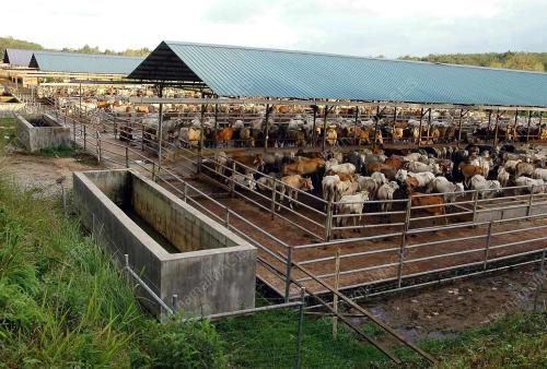 LADANG LEMBU