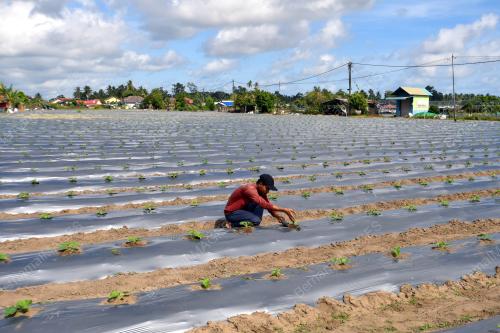 TANAMAN TEMBIKAI
