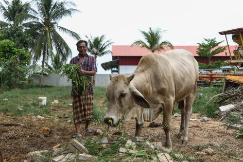 LEMBU TERNAKAN KORBAN