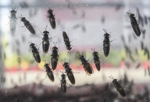 LALAT BLACK SOLDIER FLY