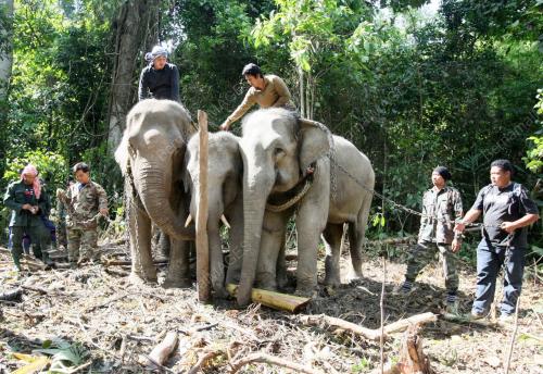 GAJAH LIAR
