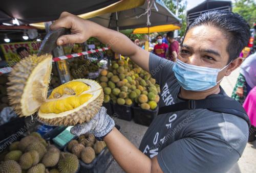 DURIAN LELONG