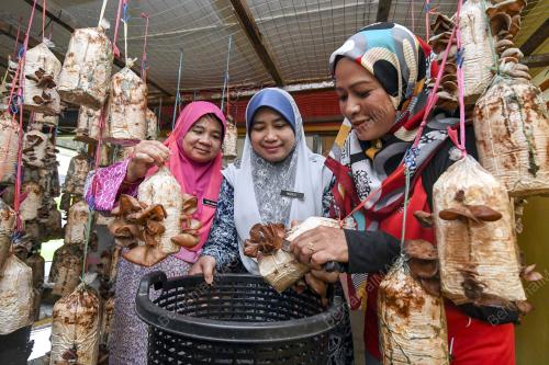 CENDAWAN JELI HITAM