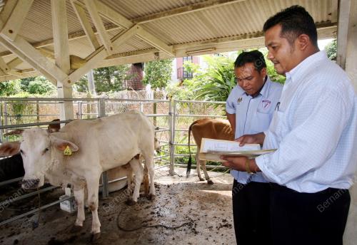 LEMBU