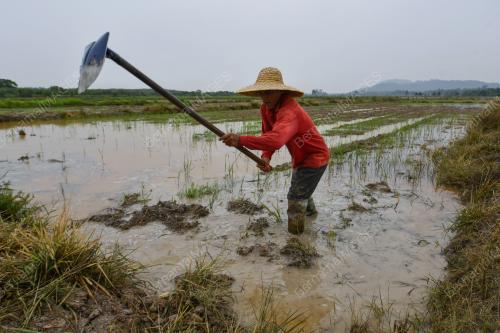 TINJAUAN PESAWAH