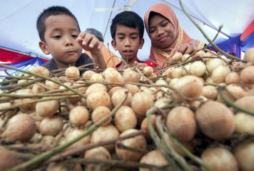 KB01_19092015_MAKAN_BUAH