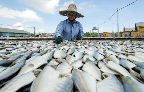 KB01_20012016_IKAN_MASIN