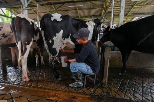 KB01_20012026_SUSU_LEMBU