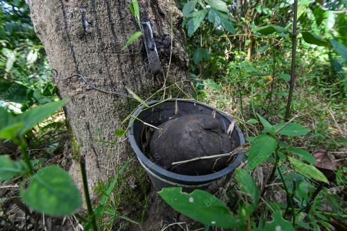 KEBUN GETAH TERBIAR