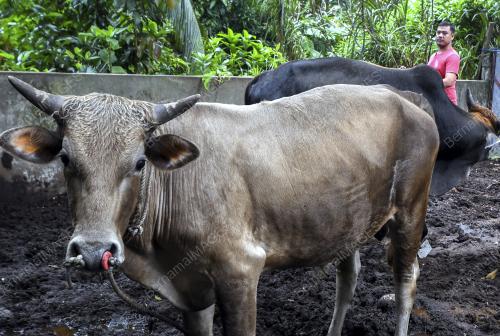 KB01_20082018_LEMBU_KORBAN