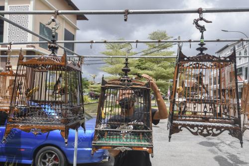 PENGASUH BURUNG CANDIK