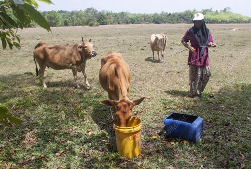 KB01_21042016_LEMBU