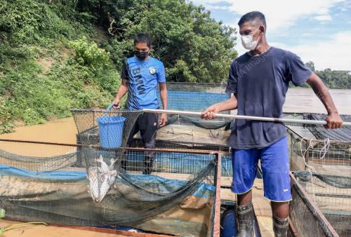 KB01_22092021_IKAN_SANGKAR