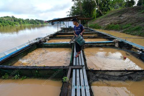 PENTERNAK IKAN SANGKAR