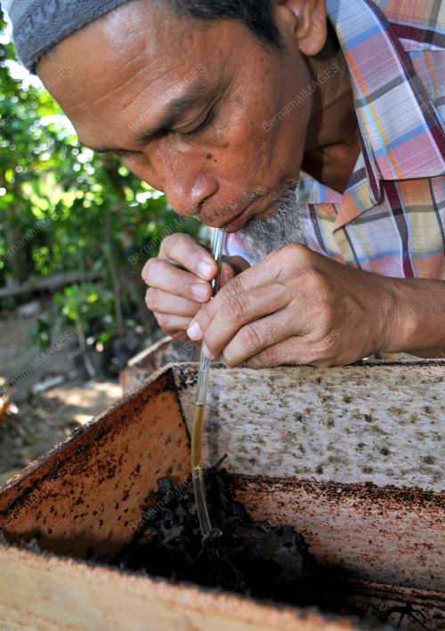 KB01_23022012_MADU_KELULUT