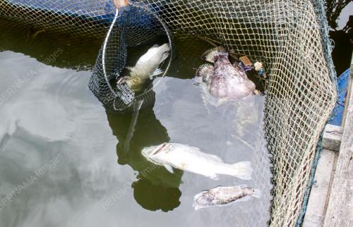 IKAN SANGKAR MATI