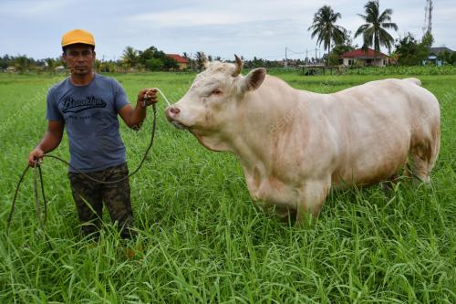 PENTERNAK LEMBU