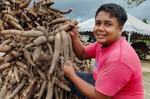 UBI KAYU