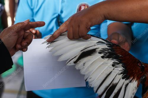PERTANDINGAN RATU AYAM PERINGAT NASIONAL