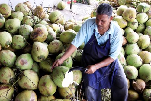 KB01_24062015_KELAPA_MUDA