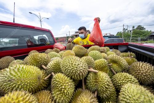DURIAN PERCUMA PANDU LALU