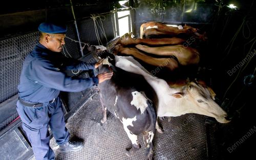 KB01_24082016_LEMBU