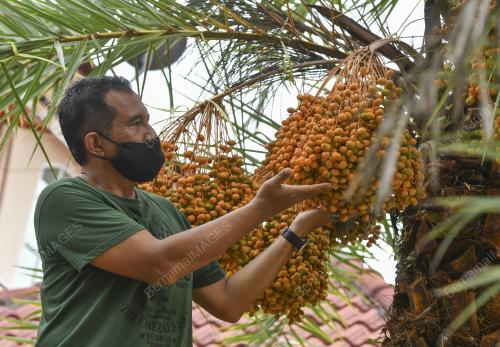 POKOK KURMA