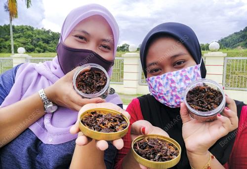 KB01_25082021_BELALANG_GORENG