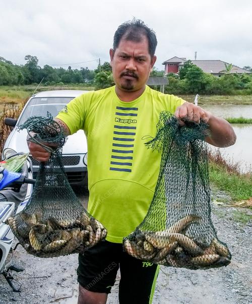 TINJAUAN TENGKUJUH IKAN DARATÃŠ