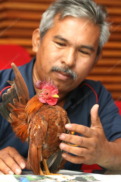 AYAM KATEK