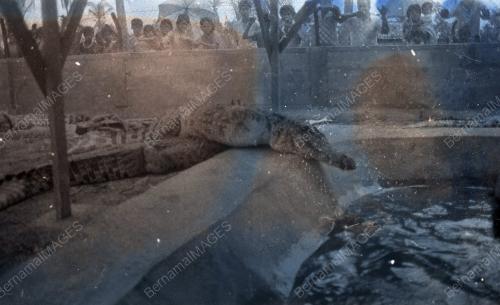 KB01_270690_BUAYA