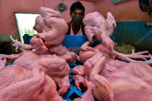 PUSAT PENYEMBELIHAN AYAM