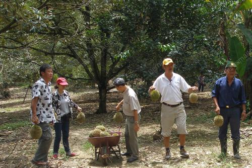 DURIAN KUNYIT