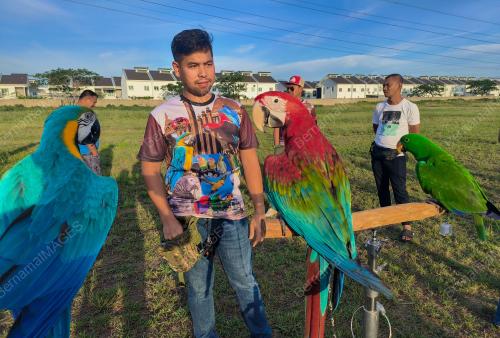 BURUNG KAKAK TUA