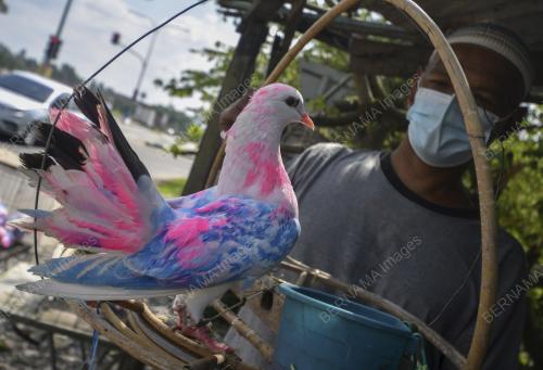 BURUNG MERPATI PELANGI