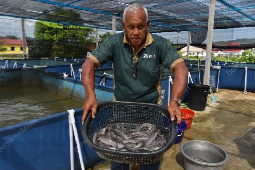 SEJATI MADANI TERNAK IKAN KELI