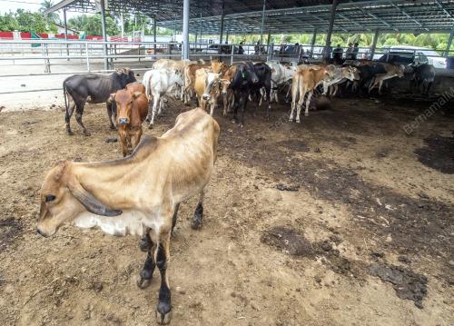 KB01_30092019_LEMBU_BN201909302719
