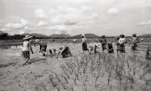 UPACARA MENCEDUNG PADI