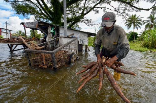 TINJAUAN BANJIR DI BACHOK