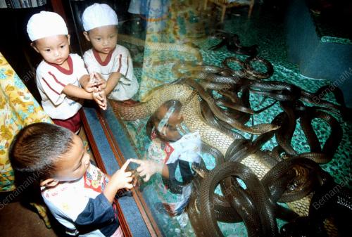 KB02-08_06_2000_KANAK2_DAN_ULAR_08012016
