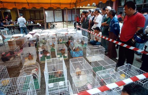 KB02-_06_01_2001_PEMINAT_AYAM_18012016