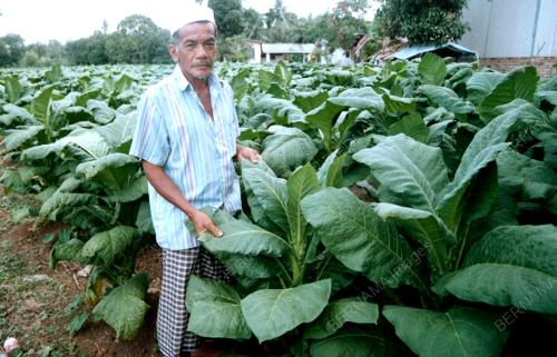 PETANI BERJAYA