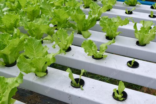 MELOR_SALAD