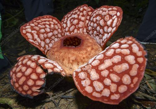 RAFFLESIA CANTLEYI