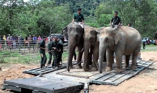 KB02_03082016_GAJAH