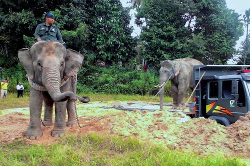 KB02_03102016_PINDAH_GAJAH