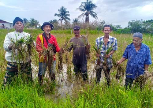PADI ROSAK AKIBAT BANJIR