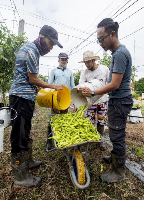 EMPAT SEKAWAN TANAM CILI