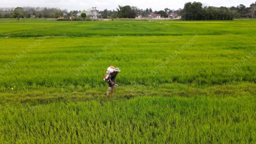 AKTIVITI PESAWAH