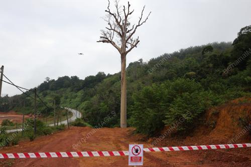 TEBANG POKOK TUALANG USIA LEBIH 120 TAHUN